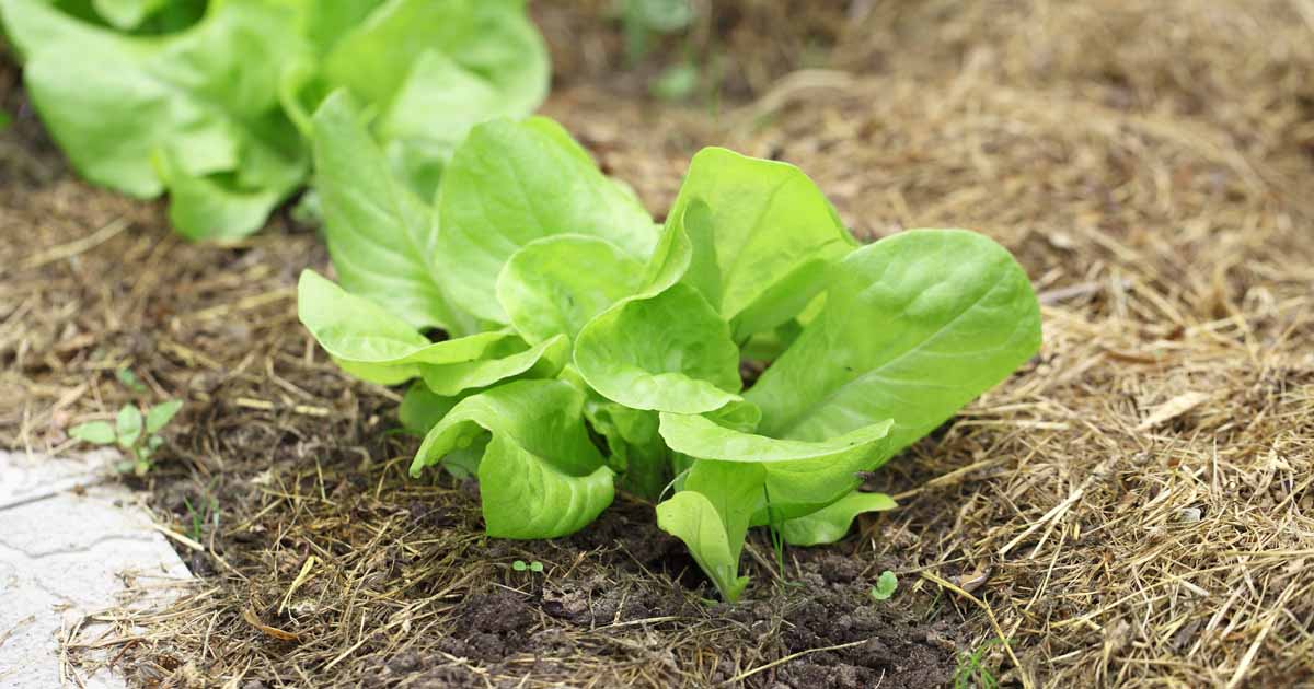 How to Grow Lettuce and Microgreens | Gardener's Path