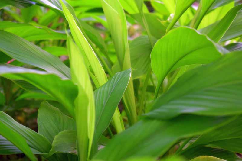 A close up horizontal image of green turmeric leaves growing in a garden pictured in light sunshine.