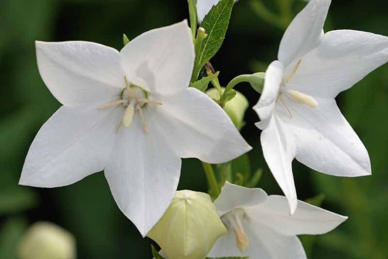 A close up horizontal image of white balloon flowers growing in the garden pictured on a soft focus background.