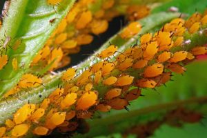 How to Control and Eradicate Aphids