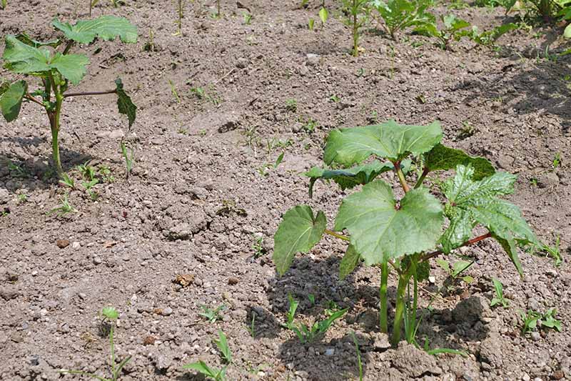 A young okra plant in the bottom center right of the photograph is surrounded by dry soil. Several weeds are present and other okra plants are in the background.