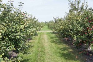 How to Control Sooty Blotch and Flyspeck on Apples
