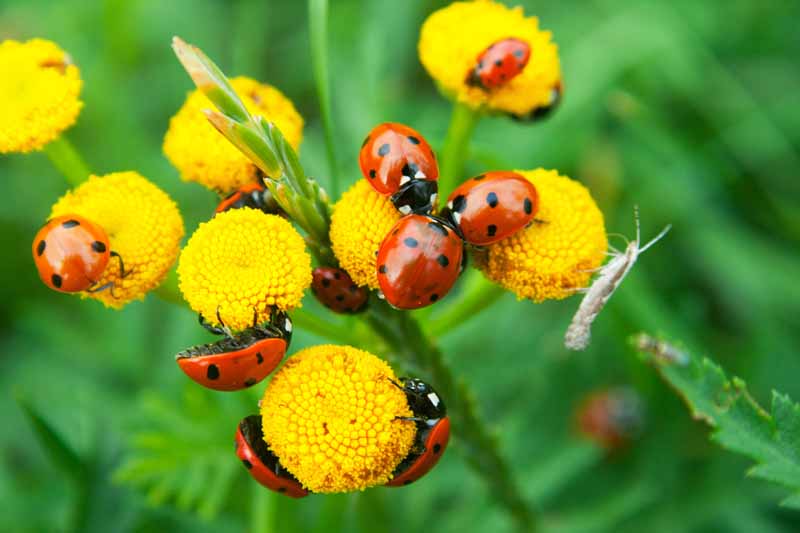 A close up horizontal image of ladybugs on yellow flowers.