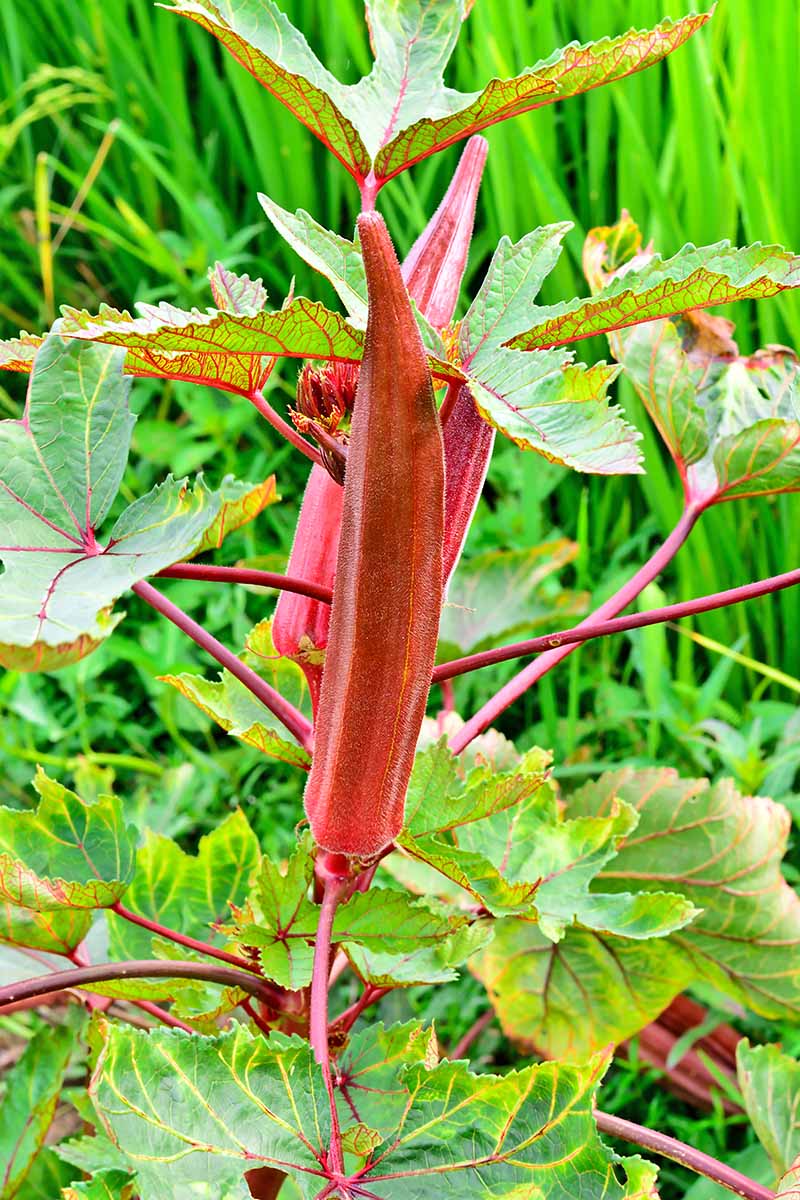 A red okra plant on a sunny afternoon.