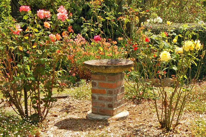 A birdbath is on a stand in the middle of a sunny rose garden, during the golden hour.