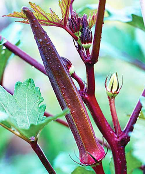 A beautiful burgundy okra plant in nature.