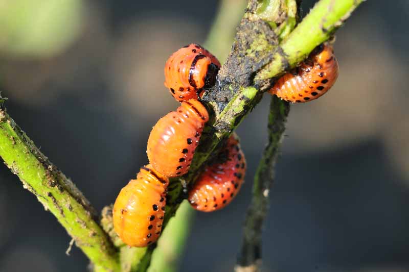 Colorado Potato Beetle larva eating a plant.