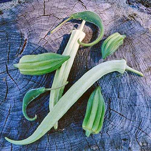 'Cow Horn' okra pods laying on a tree stump.
