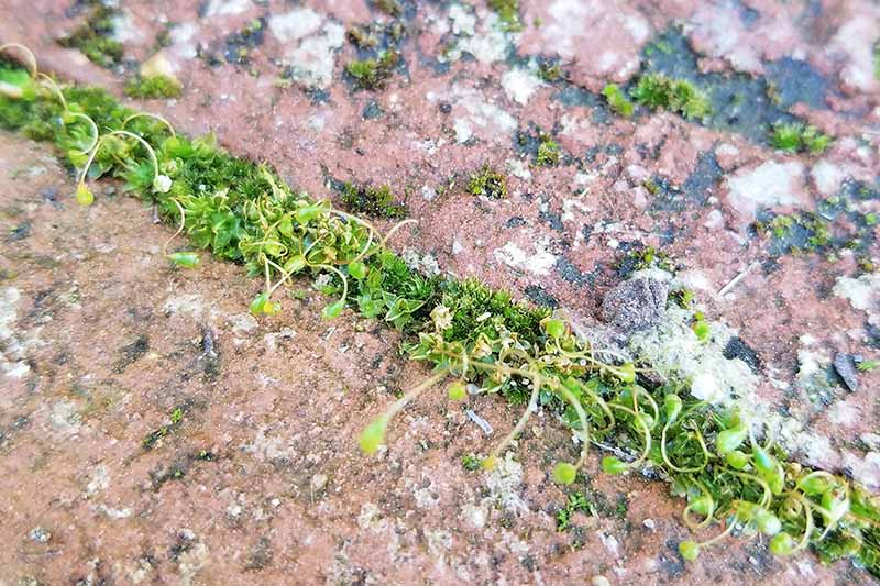 Closeup of a stripe of moss growing between two aged and lichen-covered bricks.