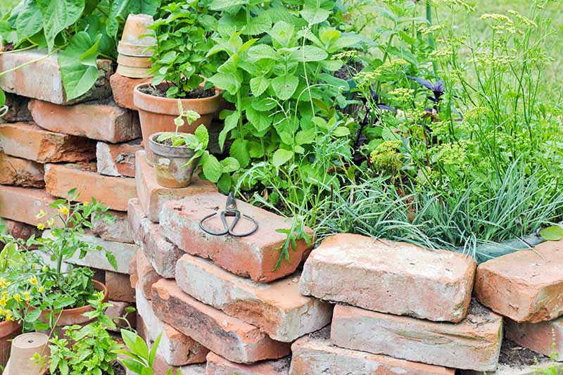 A loose clay block retaining wall without mortar, with herbs and potted plants growing inside, with several terra cotta pots and a pair of secateurs on top.