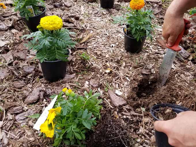 Human hands wield a soil knife to dig holes to plant marigolds.