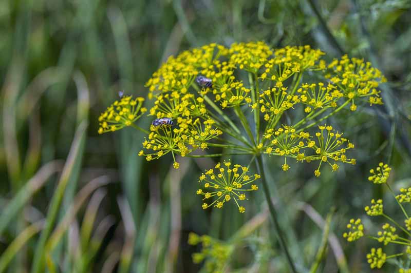 Flower of green dill (Anethum graveolens) growing in the garden pictured on a soft focus background.
