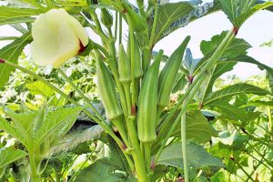 13 of the Best Okra Varieties for Your Vegetable Patch