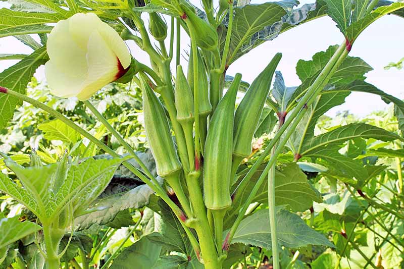An okra plant with a white blossom.