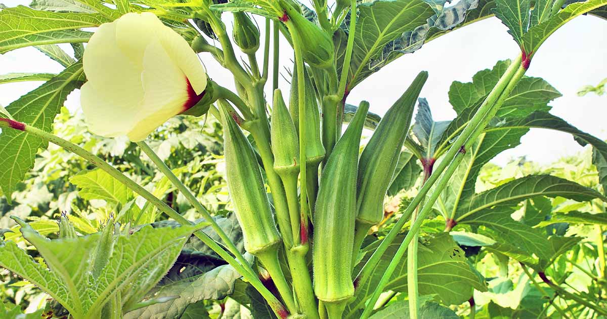 5 Pcs Red Okra Plant Seed Fresh Organic Okra Bonsai For Garden Vegetables Seed 