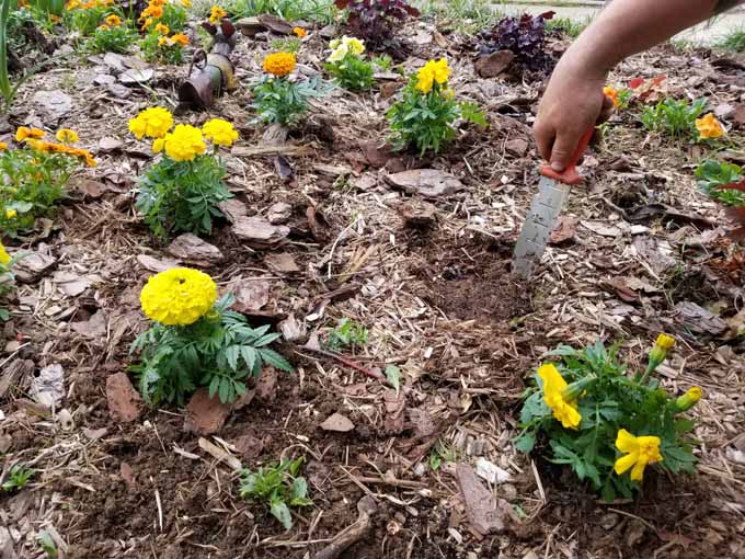 Crayola My First Garden Tray Marigolds 