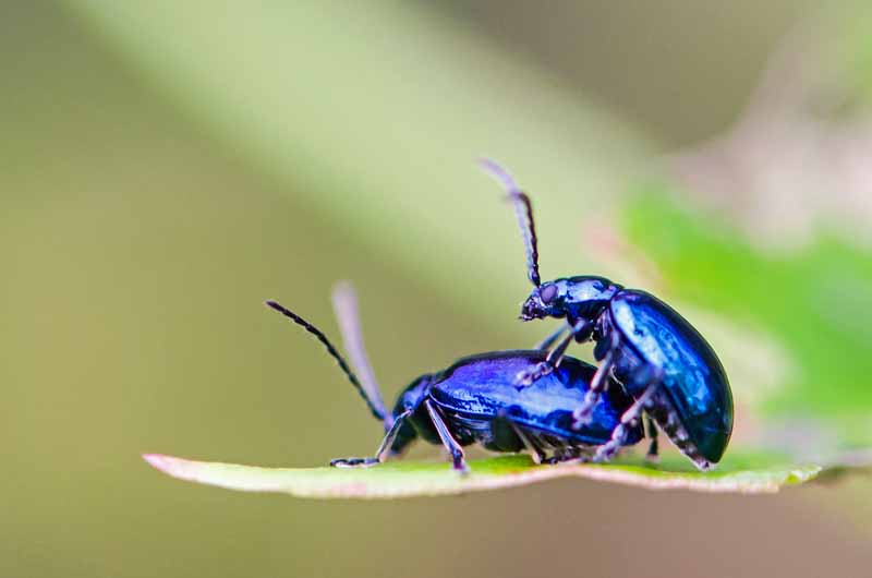 Two flea beetles (Phyllotreta chontanica) procreating to produce offspring.