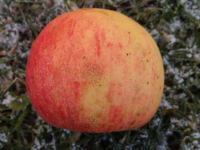 A close up of an apple showing signs of flyspeck.
