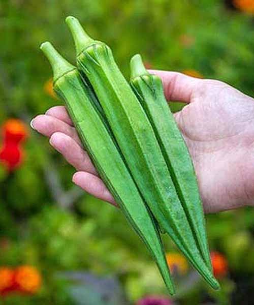 Three 'Go Big' okra pods in the hand of a woman.