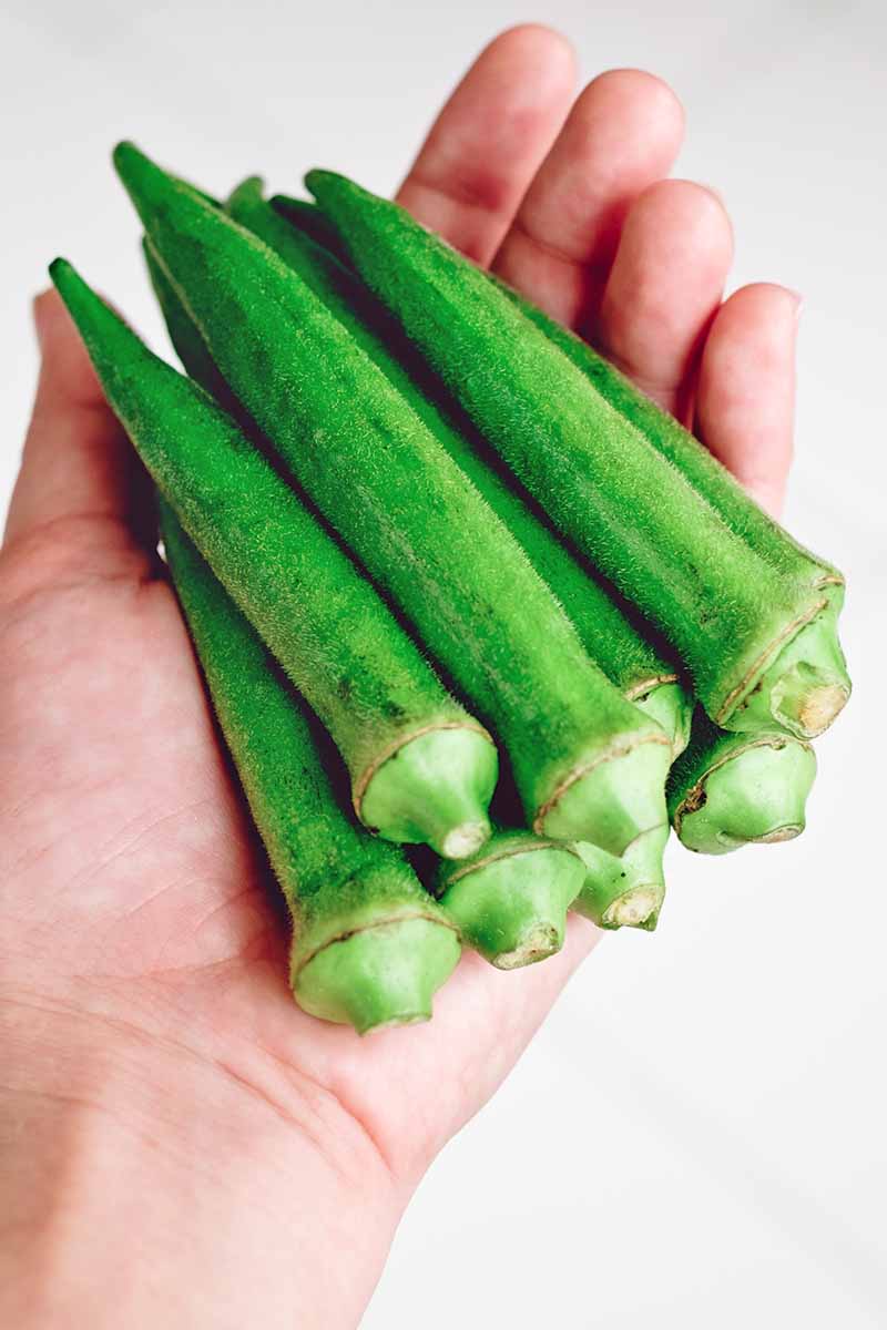 A person's left hand holds eight pieces of okra on a plain white background.