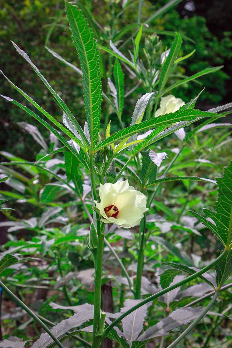 A white okra flower is center on an upright cane with narrow, palmate leaves. Many okra plants are in the background.