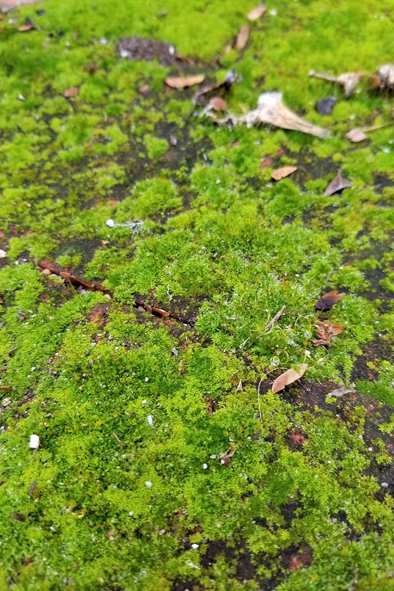 Horizontal oblique image of moss covering the outdoor pavers below.
