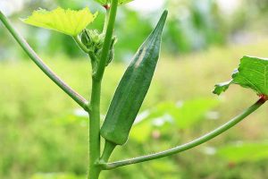 How to Grow and Care For Okra