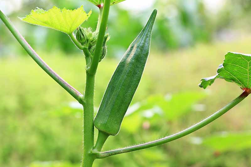 A single okra fruit growing on a stem with young, immature fruit budding above it. The background is blurred and green.