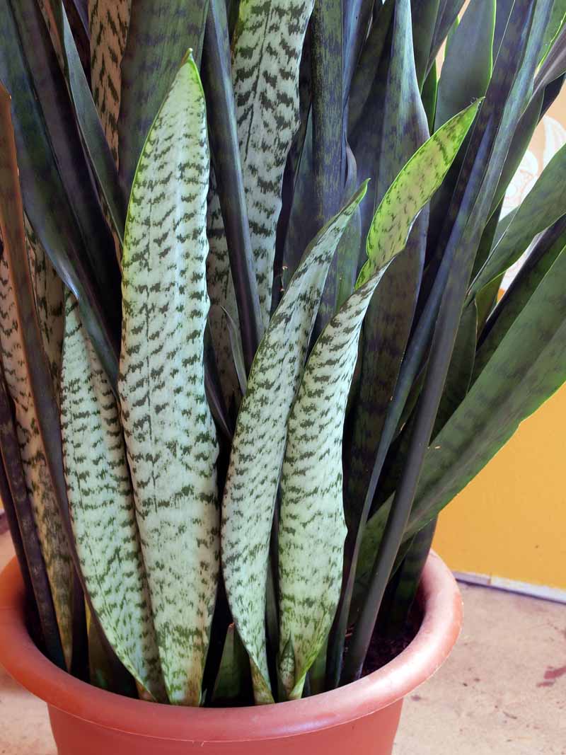 A tall, mature snake plant growing in a terra cotta planter.