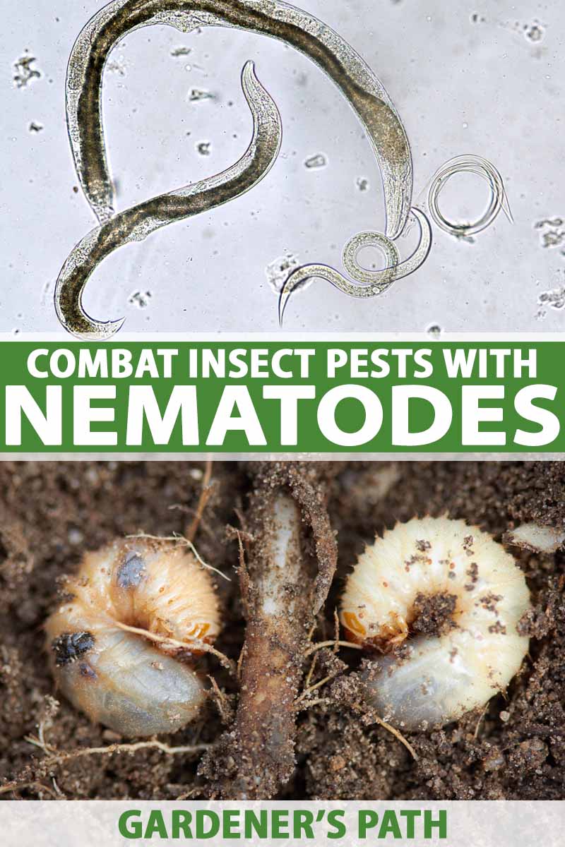 Are you looking for safe insect control for your garden? Beneficial nematodes are microscopic roundworms that attack insects in their larval stage, providing effective pest control. They can be applied via a watering can, a sprayer, or at the end of the hose. Learn more now on Gardener's Path. #nematodes #gardenerspath