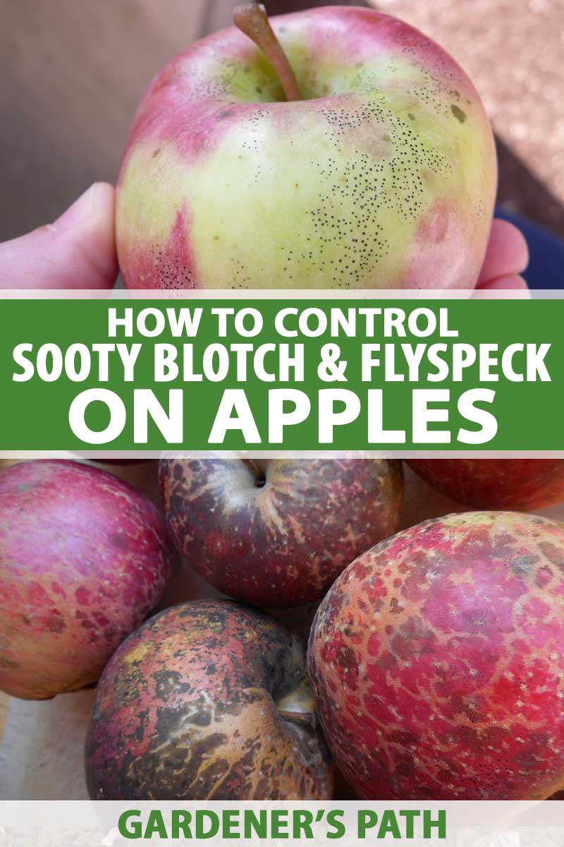 A collage of two photos showing both sooty blotch and flyspeck on apples.