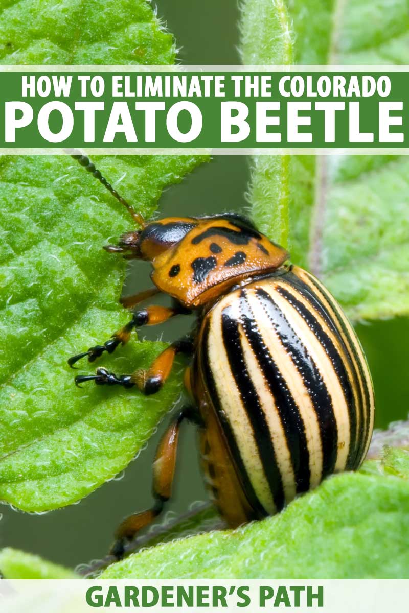 A Colorado potato beetle chewing on a leaf.