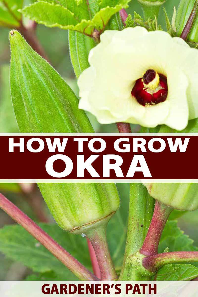 Clemson Spineless Okra Plant Height: Discover the Secrets to Achieving Maximum Growth