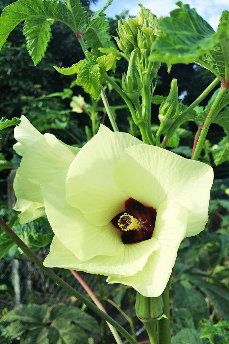 A creamy white okra flower with five petals and a red center. Young okra fruit are growing on the stem and are flanked by palmate, serated-edge leaves with a chain link fence and blue sky in the background.