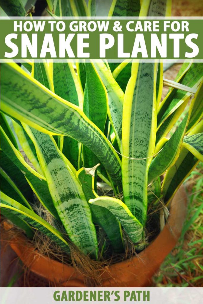 How To Grow And Care For Snake Pants Sansevieria Gardener S Path