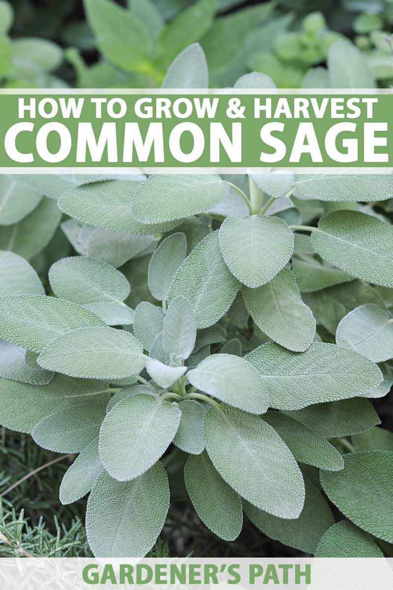 Grow Common Sage A Mediterranean Culinary Staple Gardener S Path,How To Keep White Shirts White