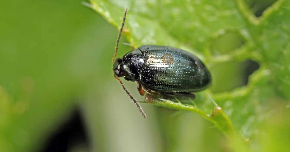 How To Control And Eradicate Flea Beetles Gardener S Path
