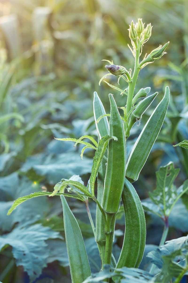 Closeup image of okra ready to harvest, growing on the stalk in a home veggie garden.