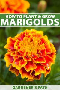 How to Grow and Care for Marigold Flowers | Gardener's Path
