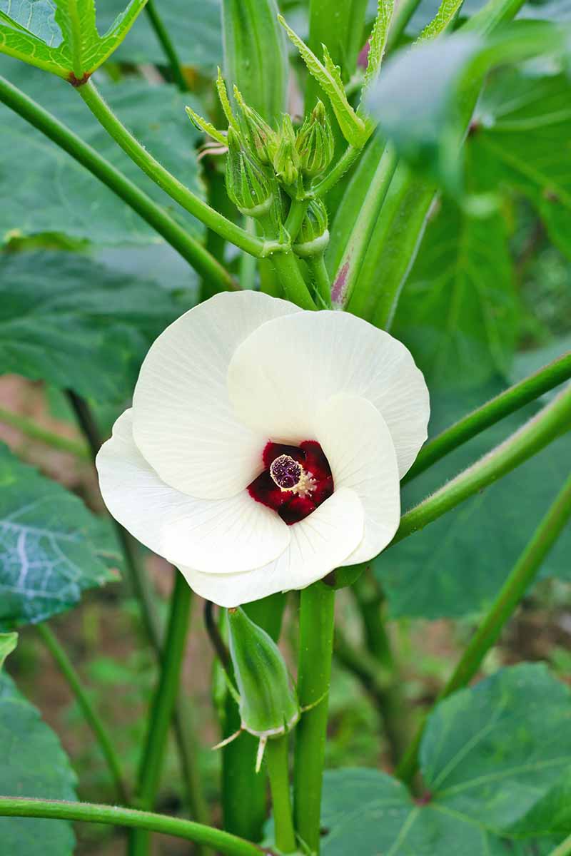 A white flowering okra plant.