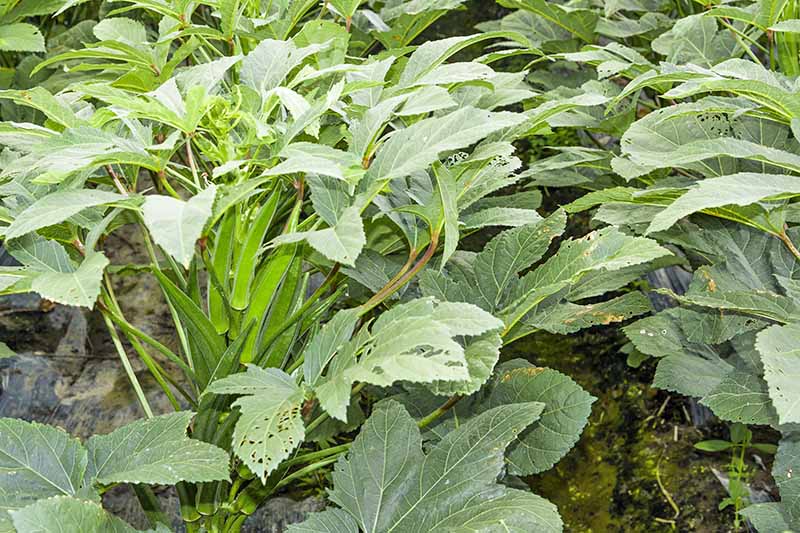 Two rows of okra plants with palmate leaves and vigorous fruit growth. The leaves have holes chewed into them from an unseen pest.