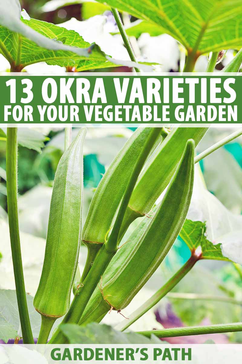Young green okra plant in vegetable garden.