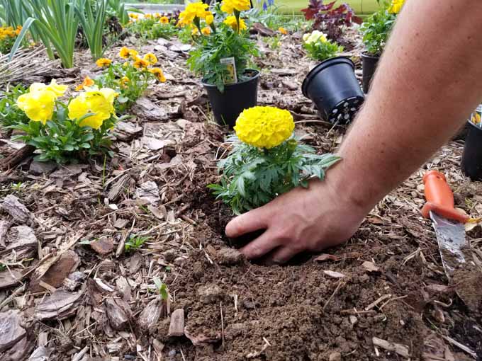 A human hand places a young flowering marigold plant into a freshly prepared hole.