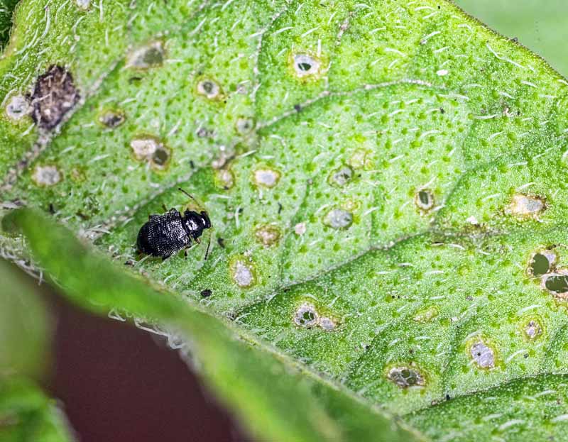 Potato flea beetle on a leaf showing feeding damage pictured on a soft focus background.