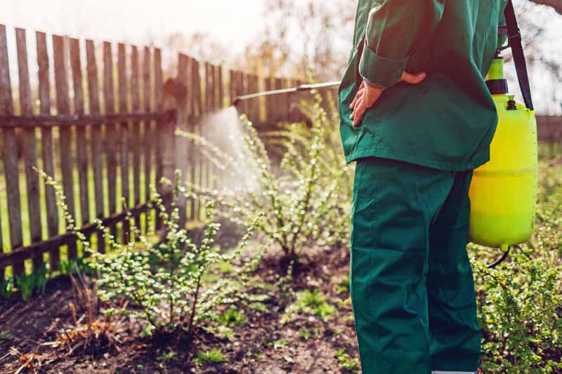 A close up horizontal image of a gardener using a backpack sprayer to apply pest control to the garden.