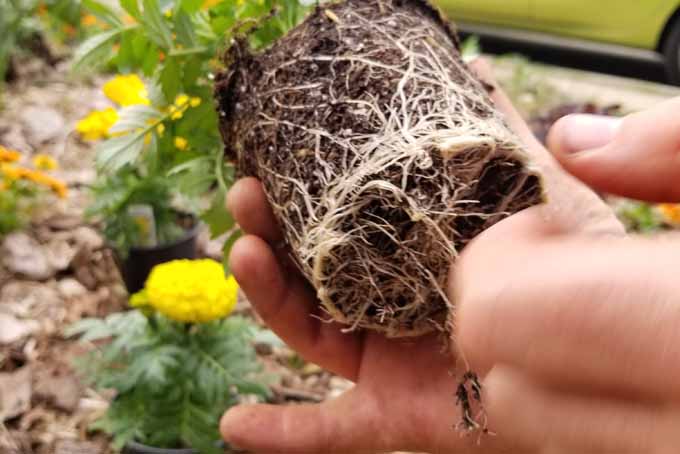 A human hand tears at the roots of a previously potted and girdled marigold plant.