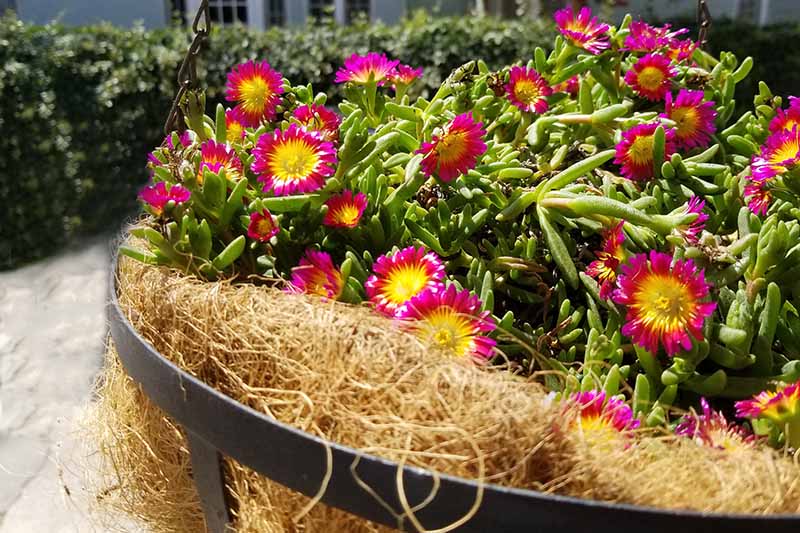 Colorful annual flowers being grown in a large coconut coir planter.