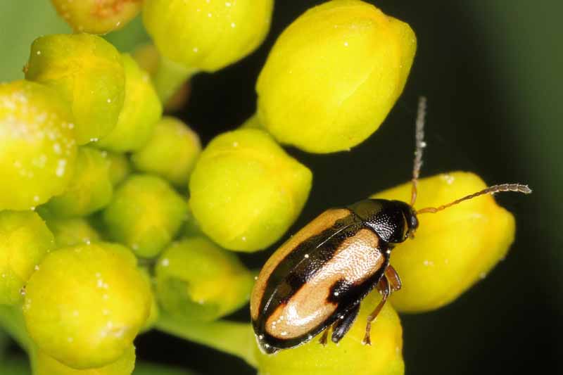 Turnip Flea Beetle (Phyllotreta nemorum) feeding on a plant pictured on a dark background.