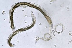 How to Use Beneficial Nematodes to Reduce Pests in Your Garden