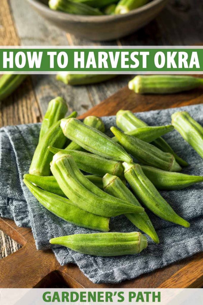 Freshly harvest okra spears sitting on a blue kitchen towel on a wooden table.